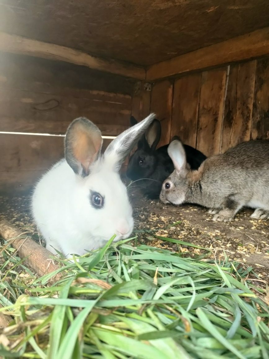 Крольчата 3 месяца