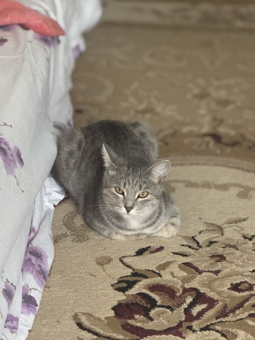 Кошка(стерелизованная, 1.5 года)