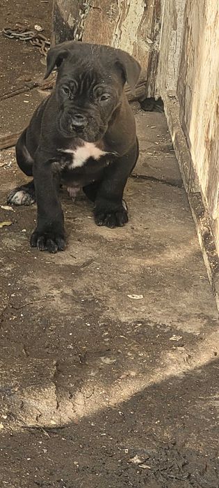 Продавам бибета Кане Корсо.