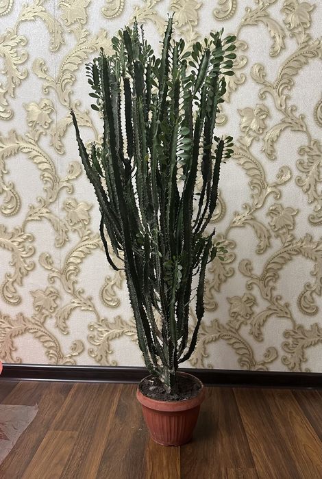 Продам кактус для офиса!