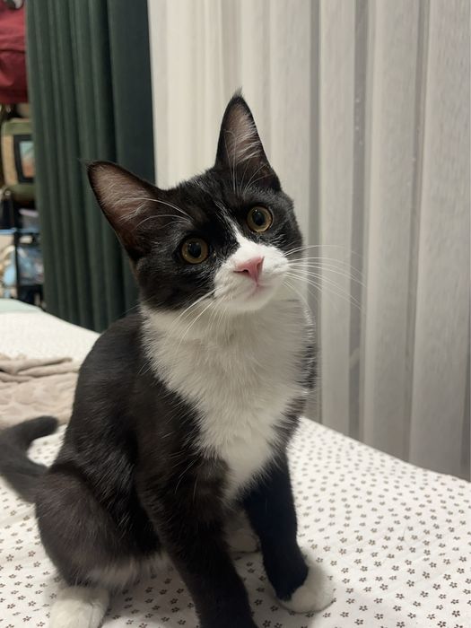 Котенок зовут Чокопай отдам в хорошие руки
