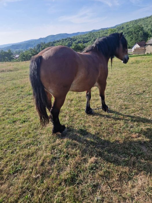 Vand iapa in varsta de 5 luni