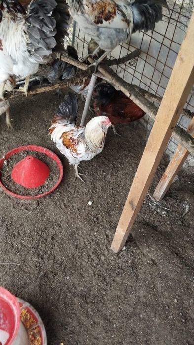 Vand cocosi ameraucana