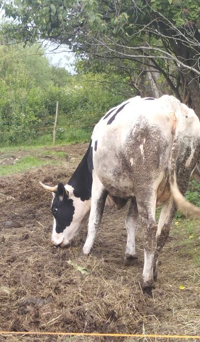 Vaca Holstein 3 ani de vânzare