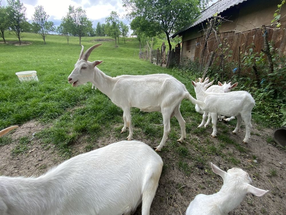 Se vinde capra sannen la prima fatare