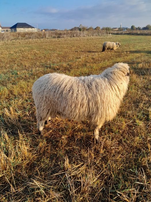 Vând un berbec de carne ,de 1 an bun de monta sau de tăiat