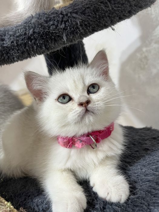British shorthair ochi albastri