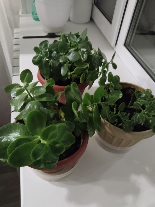 Отдам каланхоэ за большую пачку Чокопай