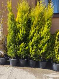Plante ornamentale și copacii pentru gradina ta