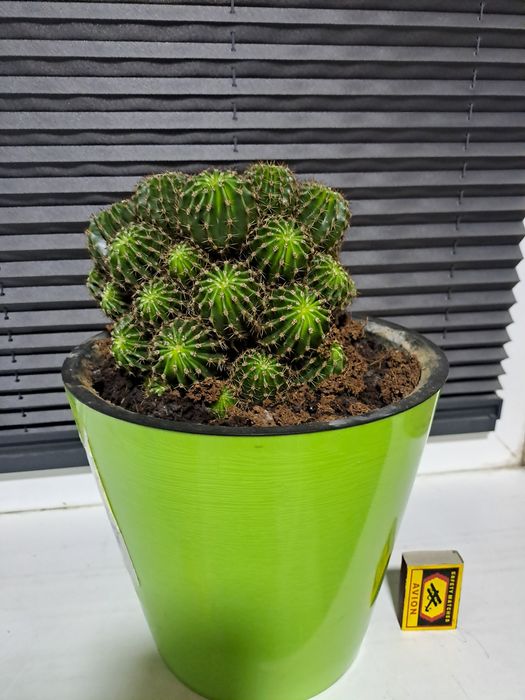 Кактус сергили метросида