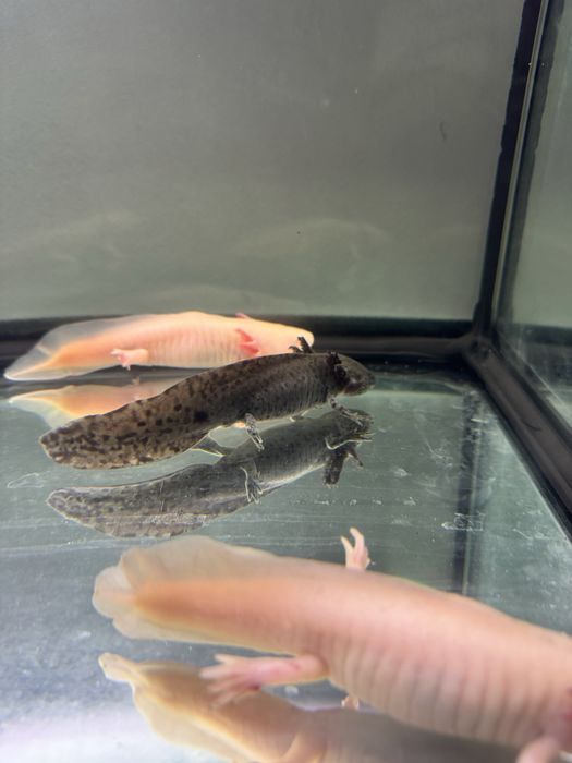 Vand axolotl negru aprox 8 luni