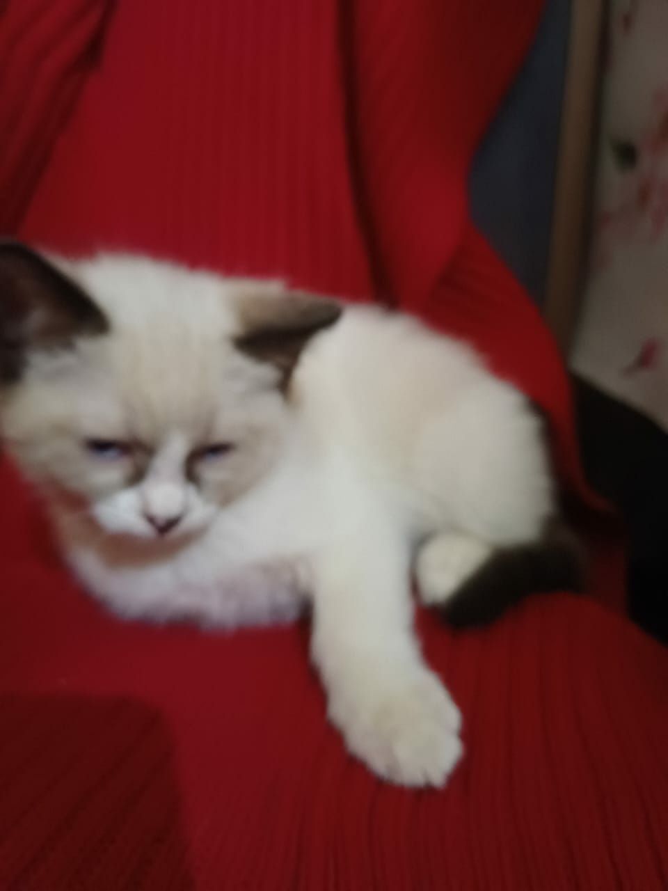 В добрые руки,котят,девочек,3 месяца,лоток 5+.