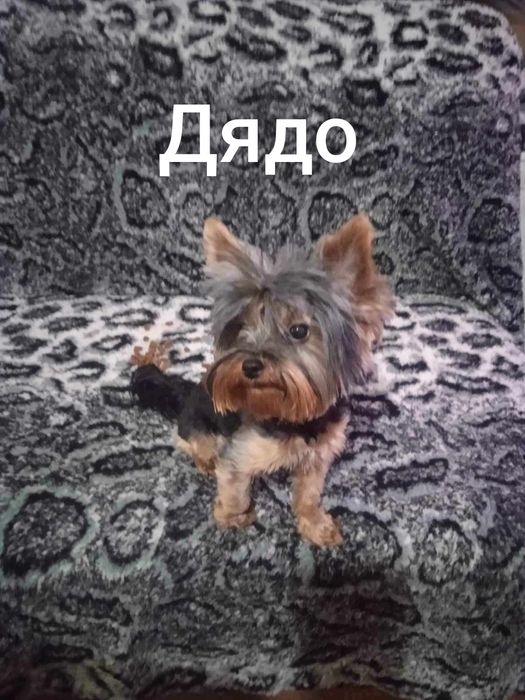 Йоркширски териер