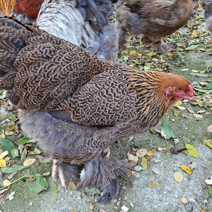 Gainuse Brahma tineret