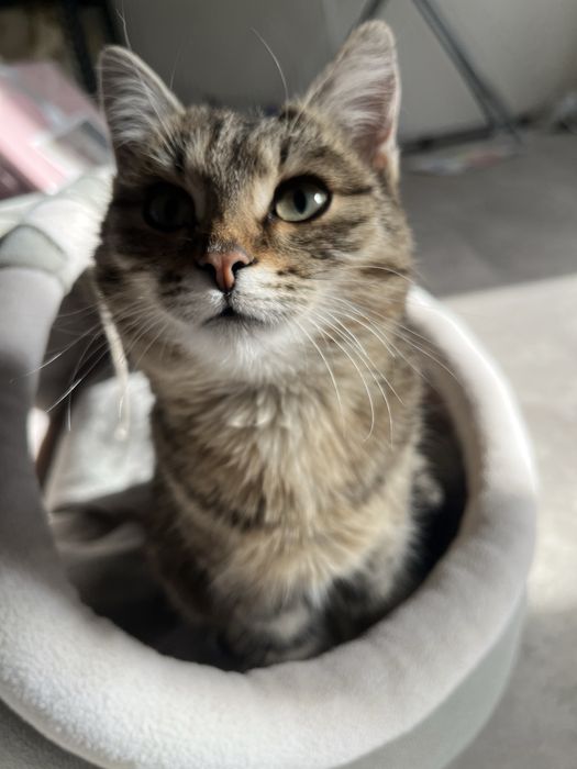 Ласковую девочку в добрые руки