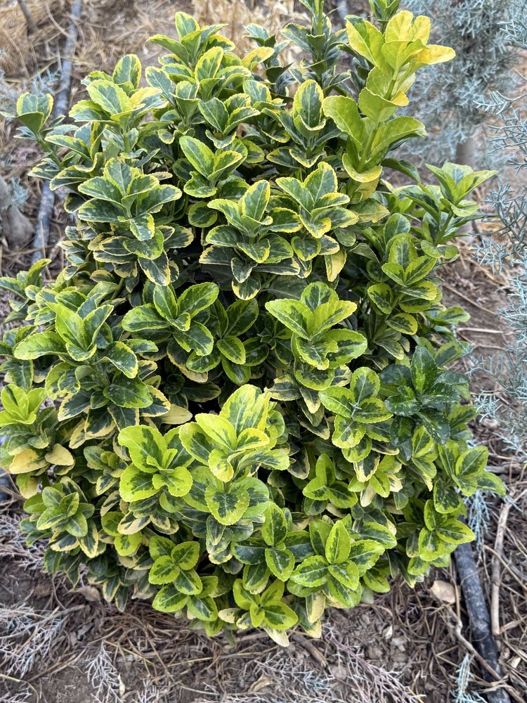 Beresklet shamshod