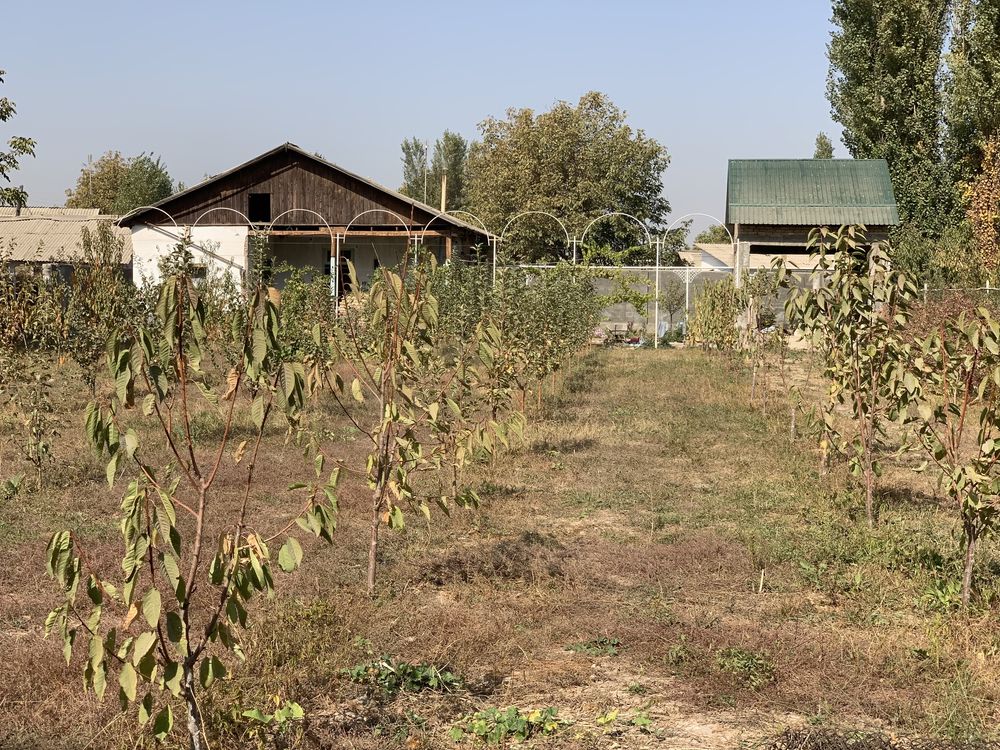 Продается дачный дом в пригороде с фруктовоми деревьями