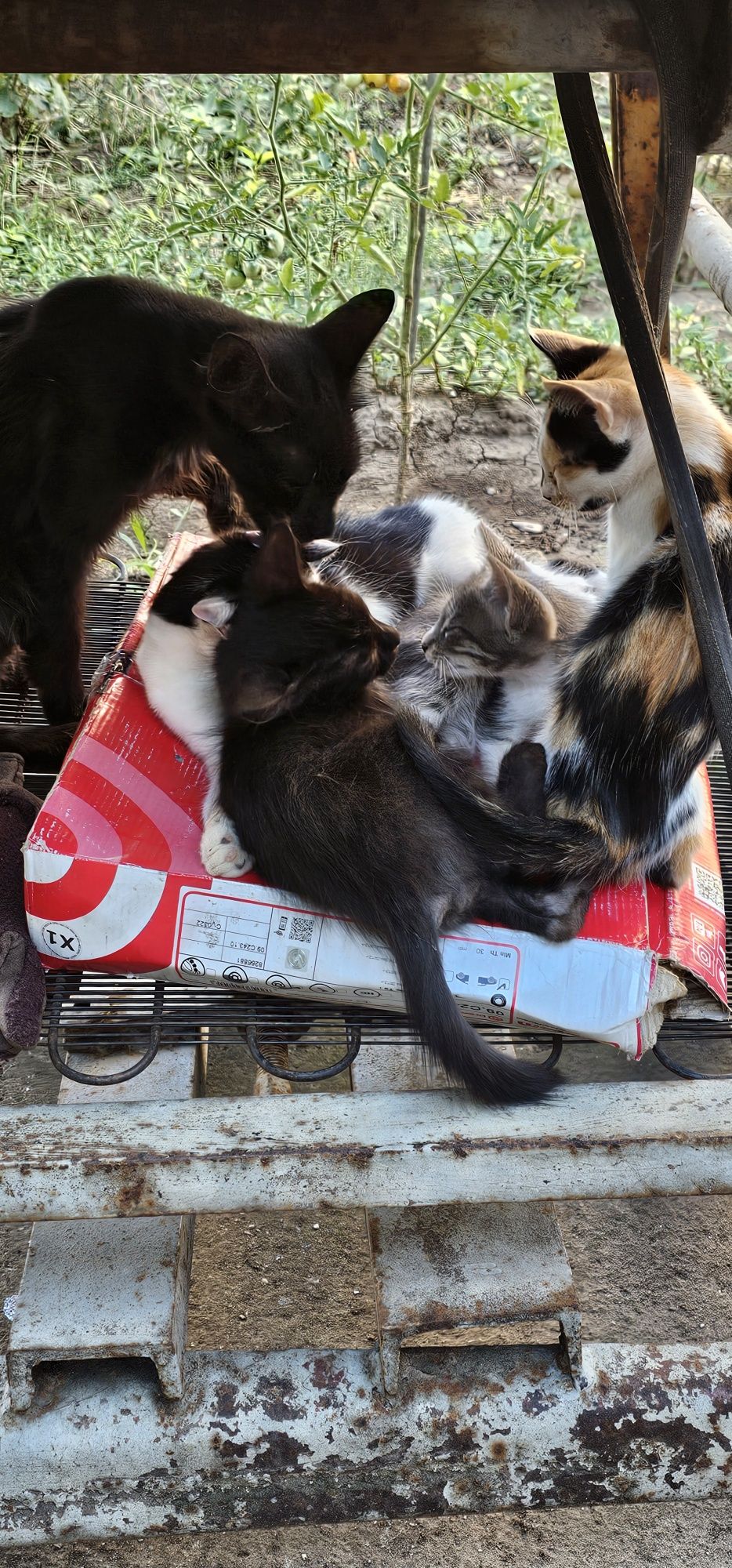 КОТЕНЦА чудесни малки.Да ви радват в трудни моменти.