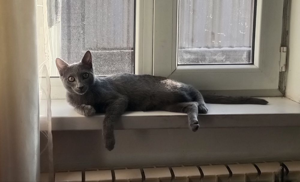 Пропал котенок в районе Айгерим-1