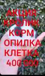 Дикаративный карликовый кролики