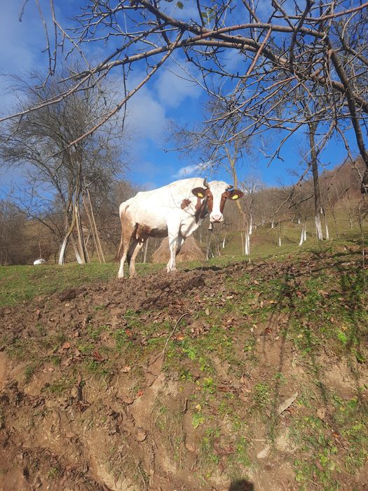Vând vaca de trei ani jumate