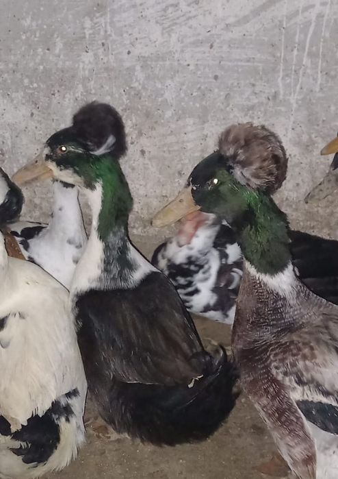 Ratoi mascul motat de vanzare