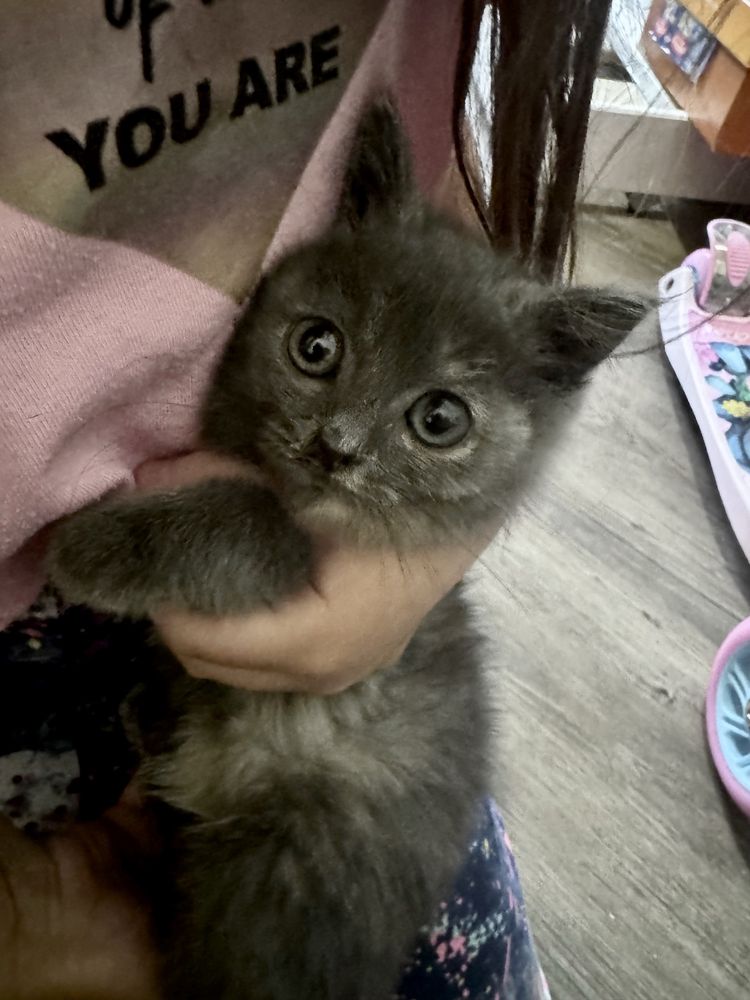 Котенок в добрые руки