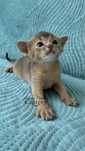 Pisica abisiniana, Abyssinian cat