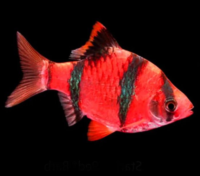 Барбус суматранский, GloFish (зелёный,  красный)