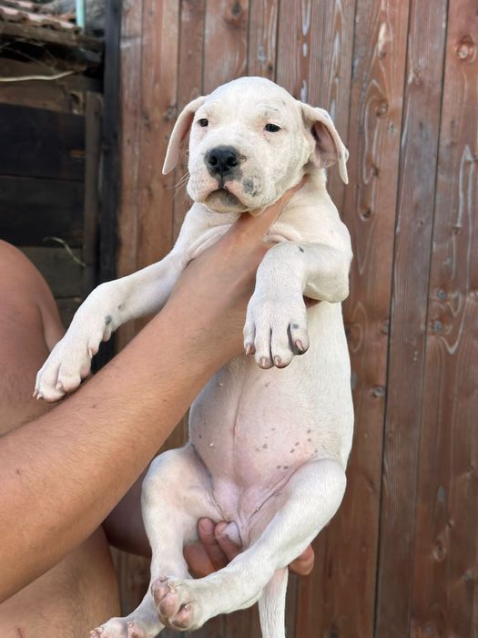 Pui Dogo Argentino femelă – sănătoasă și bine îngrijită
