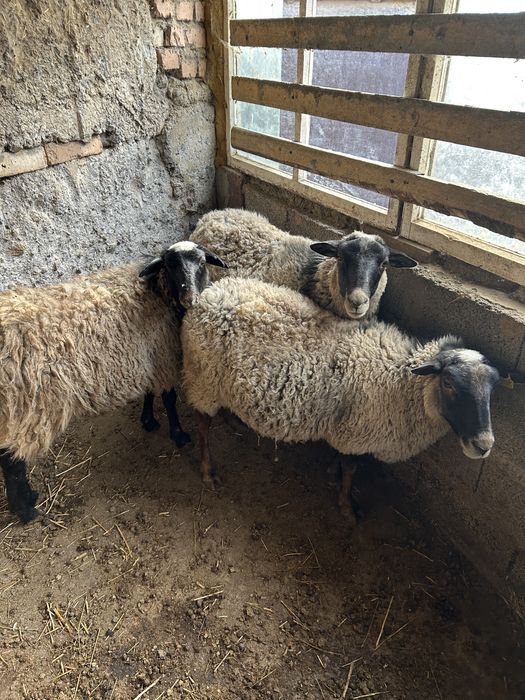 Қозы тоқтылар романовский қой