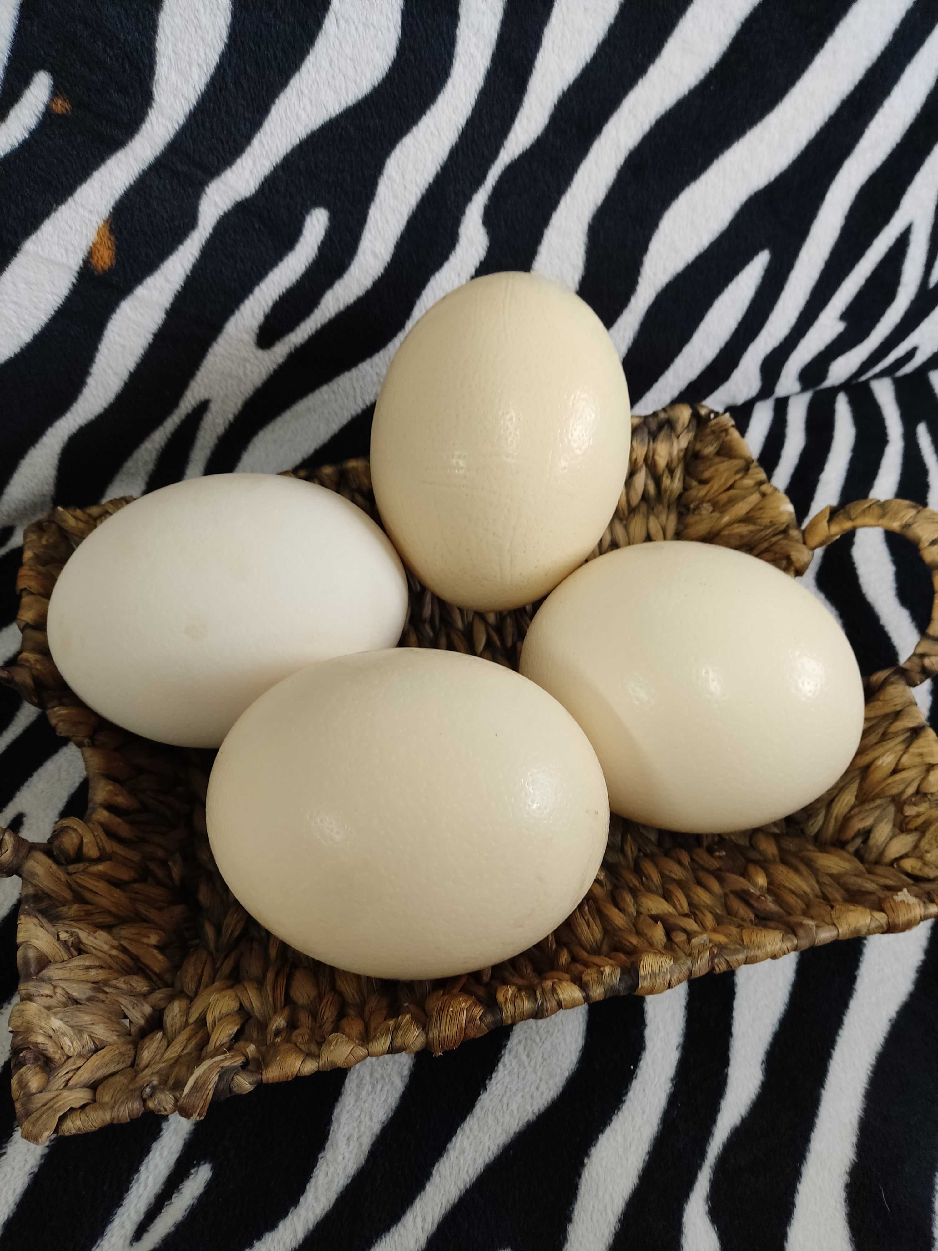 Щраусови яйца за консумация