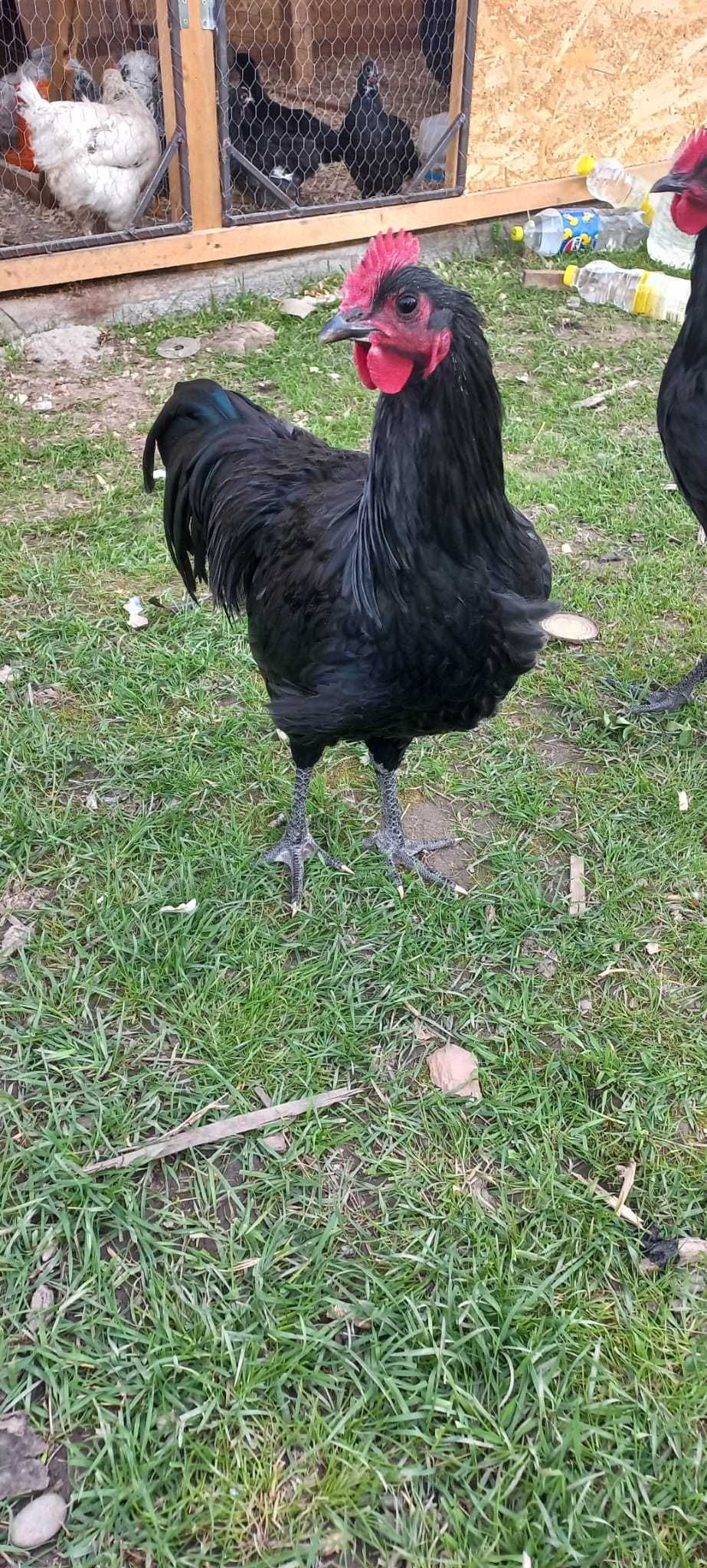 Cocosi Australorp