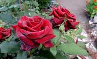 Саженцы розы бордовой