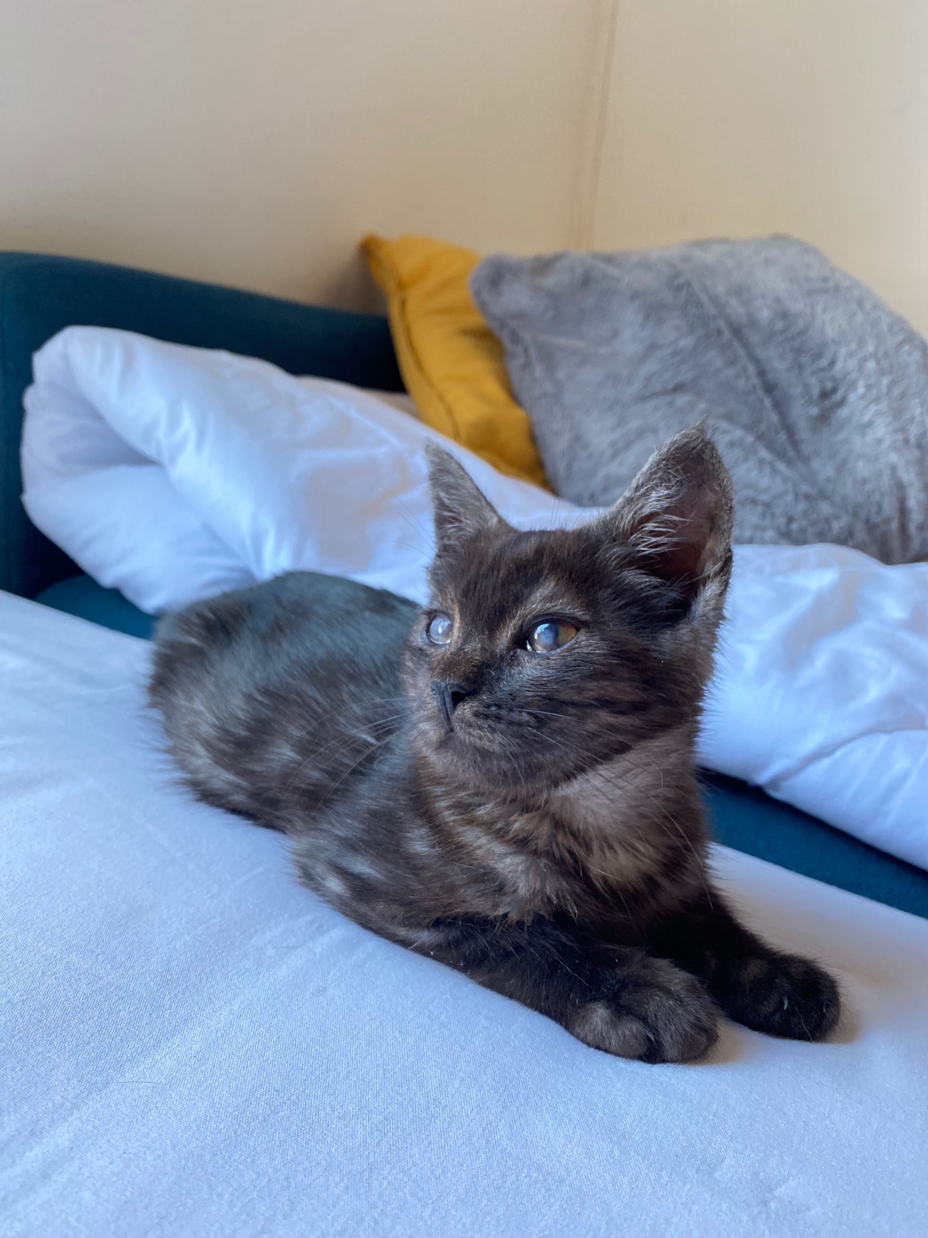 Коте  момче 2 месеца