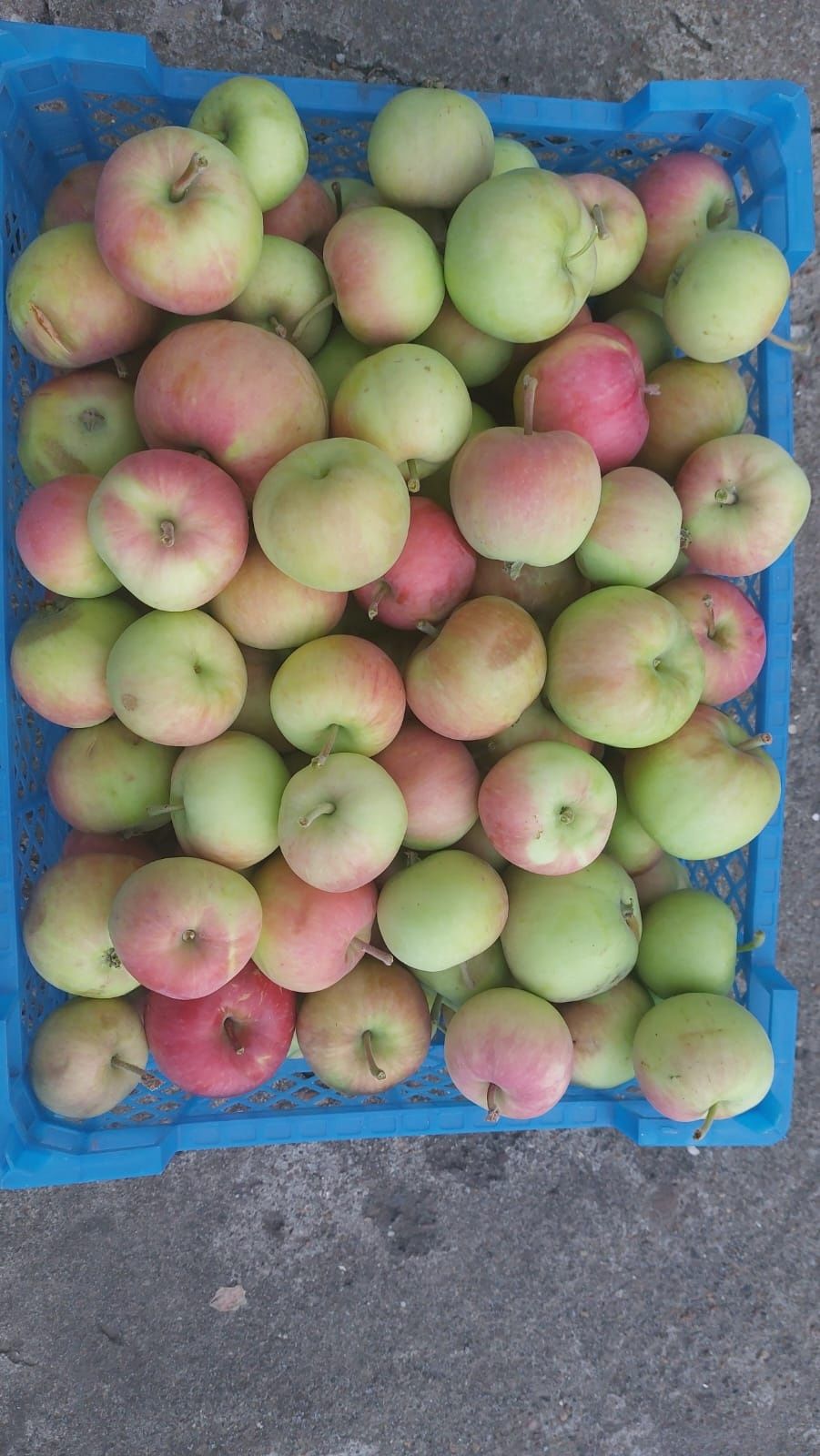 Продам яблоки домашние