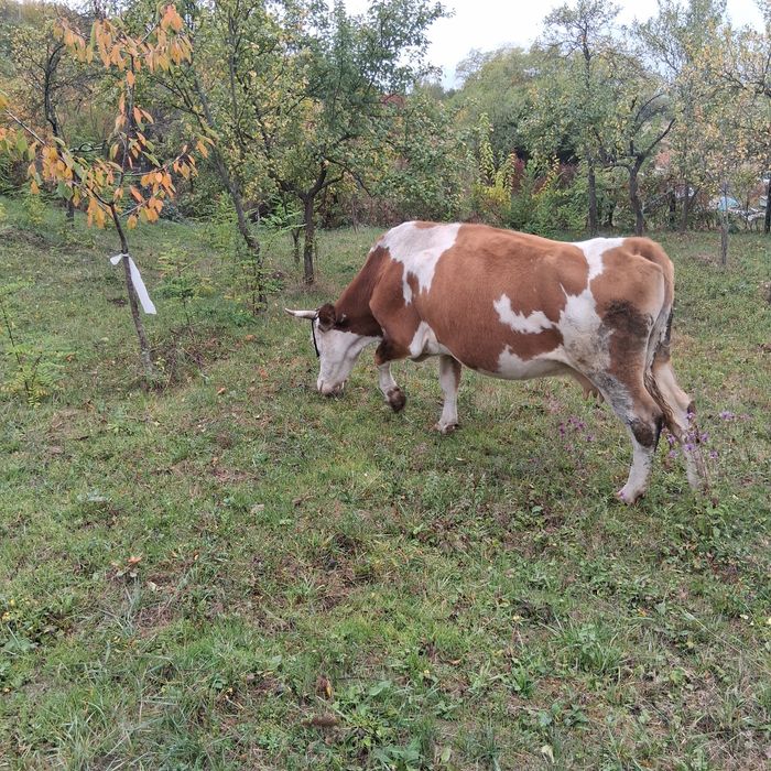 Vând vacă de lapte