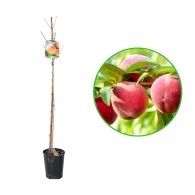 Pomi Fructiferi La Ghiveci (Piersic )