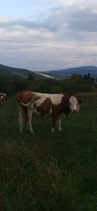 vand vaca baltata fatata de 2 ori