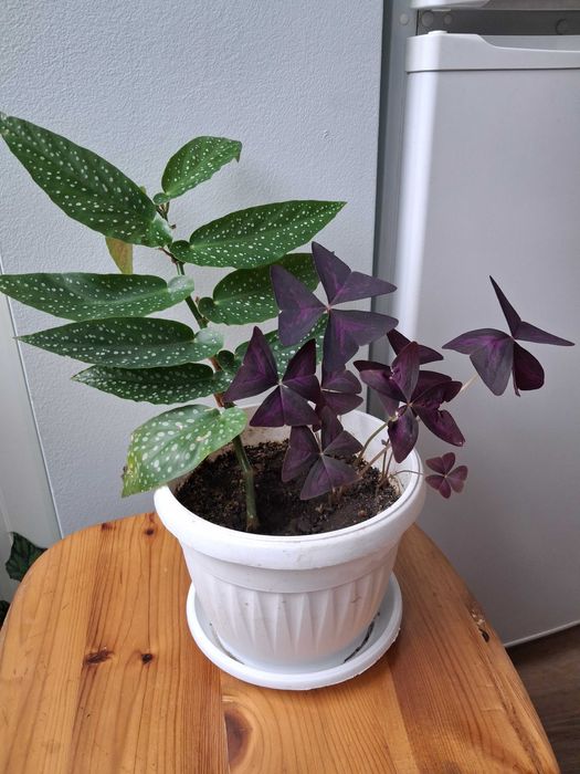 Стайни растения -Традесканция, Драцена