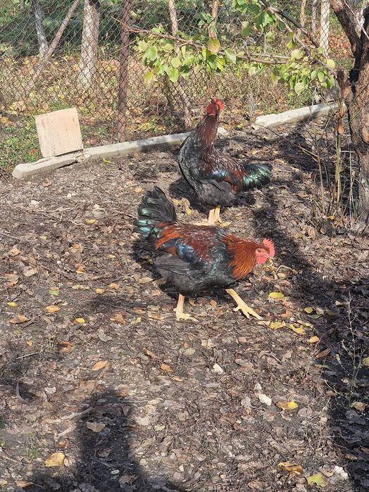 Продавам Катунски петли