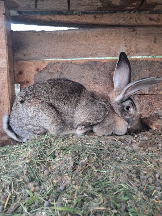 Iepuri uriaș german