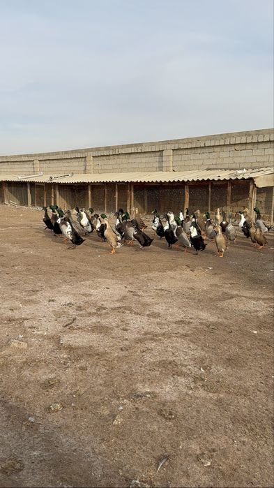 Бегунок утки ordak урдак сотилади