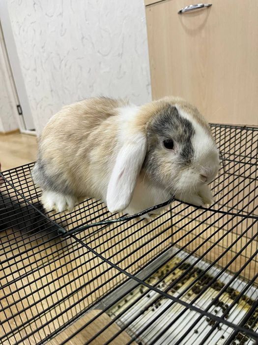 KARLIK QUYON 5 Oylik, Prifkalangan