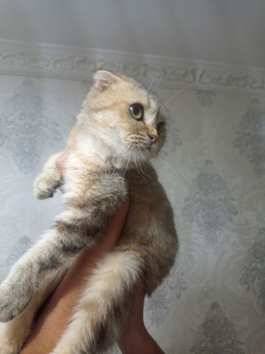 Zolatay Shinshila Mushuk Sotiladi Skitki