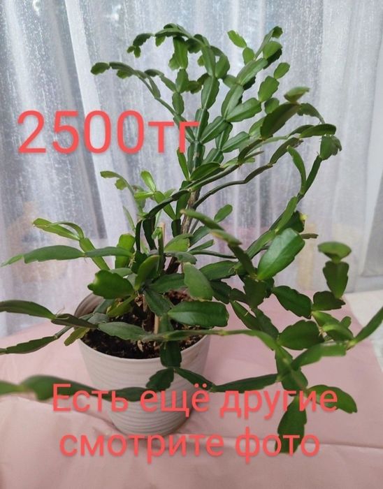 Комнатное растение .Комнатные растения. Щучий хвост.Цветы в горшках.