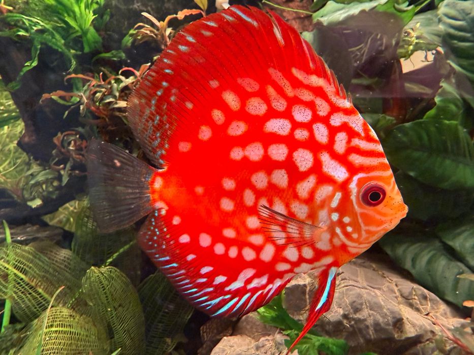 Vand discusi maturi pereche