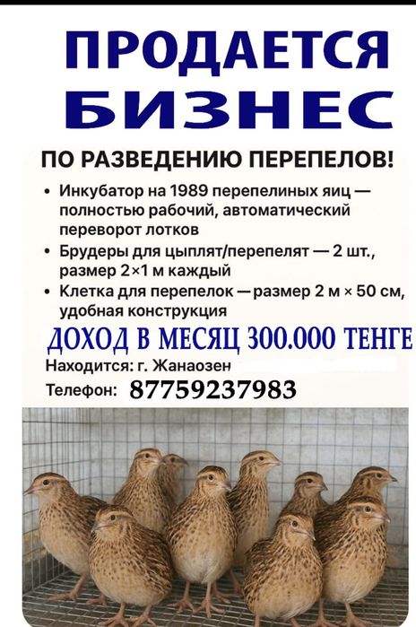 Пепепелки.      .