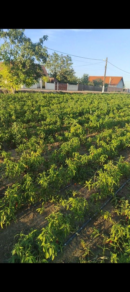 Boia ardei dulce măcinata Producție 2024 Naturala