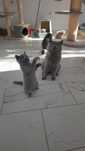 British shorthair